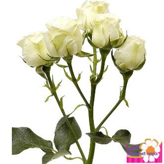 Кустовая роза белая - Доставка цветов в Екатеринбурге