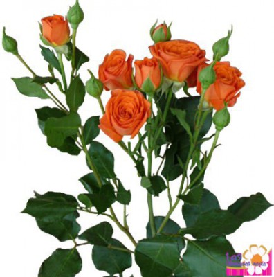 Роза кустовая оранжевая - Доставка цветов в Екатеринбурге