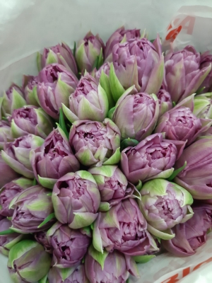 Тюльпан пионовидный лиловый - Доставка цветов в Екатеринбурге