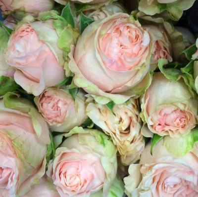 Кустовые розы Бомбастик - Доставка цветов в Екатеринбурге
