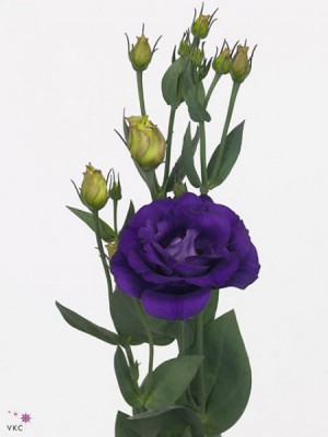 Эустома (Лизиантус) Фиолетовая - Доставка цветов в Екатеринбурге