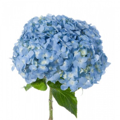 Гортензия голубая - Доставка цветов в Екатеринбурге