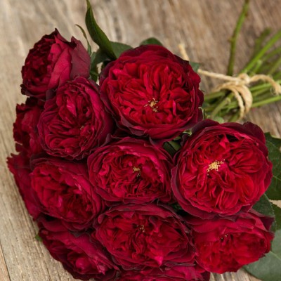 Розы пионовидные - гранатовый цвет - Доставка цветов в Екатеринбурге