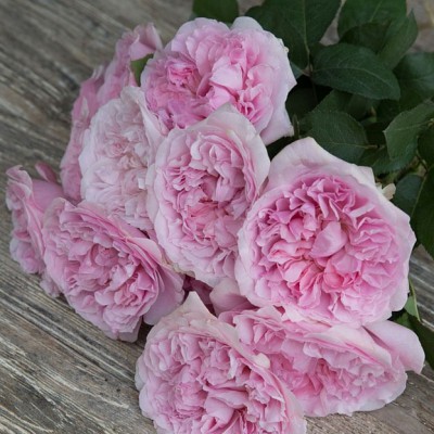 Розы пионовидные- холодный розовый цвет - Доставка цветов в Екатеринбурге