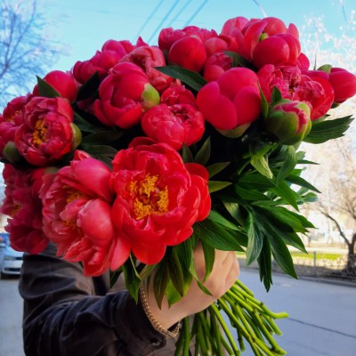 Пионы коралловые - Доставка цветов в Екатеринбурге