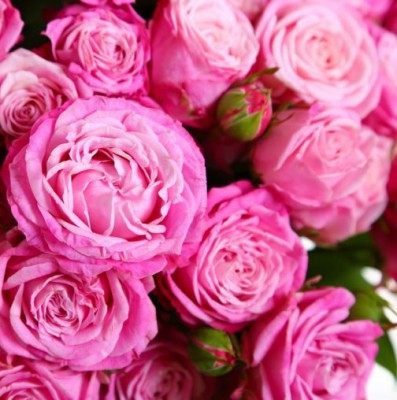 Кустовые розы Бомбастик - Доставка цветов в Екатеринбурге