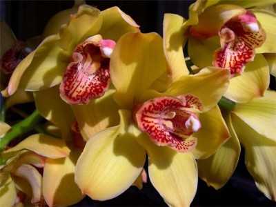 Орхидея (Цимбидиум) Желтая - Доставка цветов в Екатеринбурге