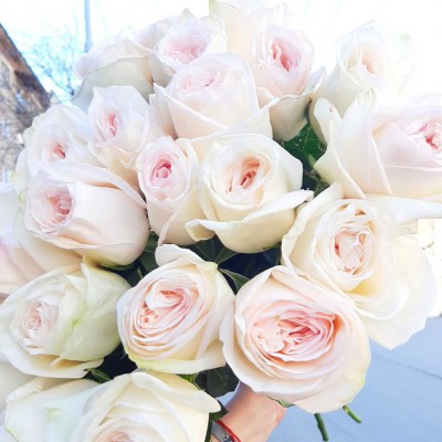 Роза пионовидная Вайт Охара - Доставка цветов в Екатеринбурге