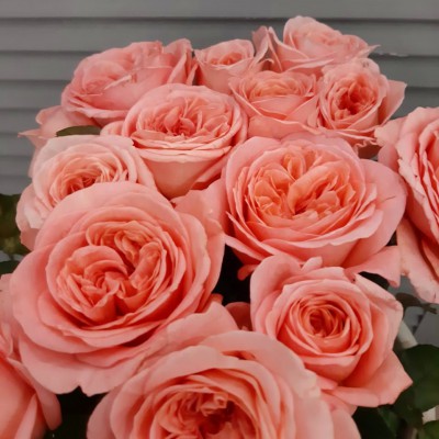 Розы пионовидные розовые - Доставка цветов в Екатеринбурге