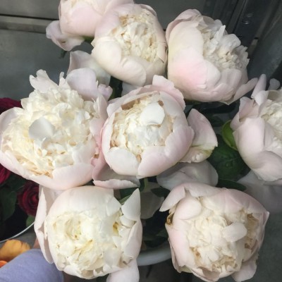 Пионы Катарина Фонтейн нежно розовые - Доставка цветов в Екатеринбурге