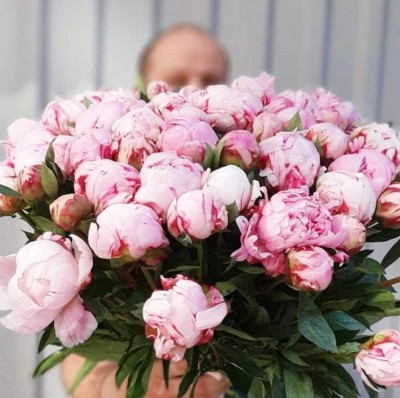 Пионы сорта Paeonia sarah bernhardt 55 см - Доставка цветов в Екатеринбурге