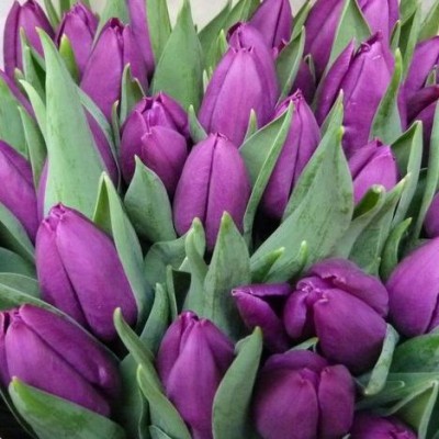 Тюльпаны лиловые - Доставка цветов в Екатеринбурге