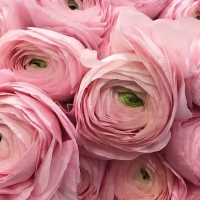 Ранункулюсы  розовые - Доставка цветов в Екатеринбурге