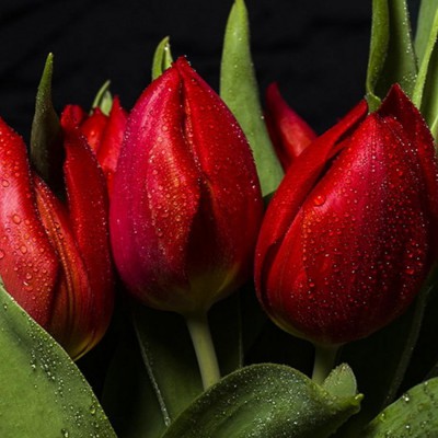 Тюльпаны красные - Доставка цветов в Екатеринбурге