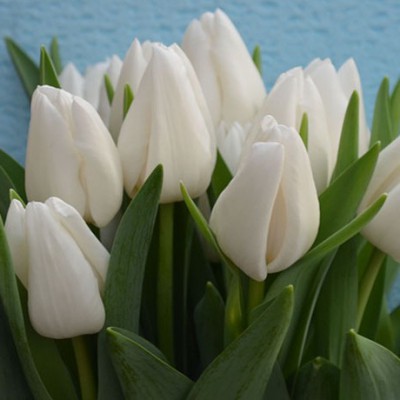 Тюльпаны белые - Доставка цветов в Екатеринбурге